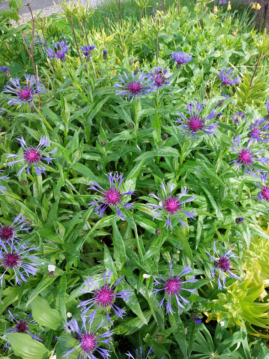 Mountain cornflower (Centaurea montana) – Lindelyst