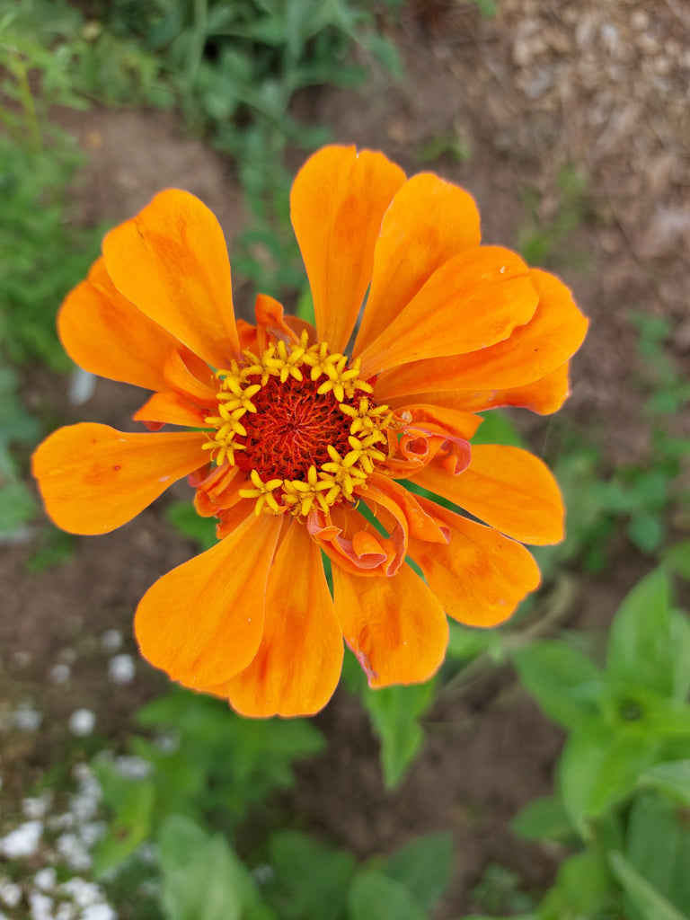 Orange blomster