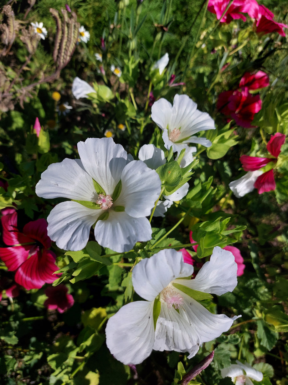 White mallow best sale