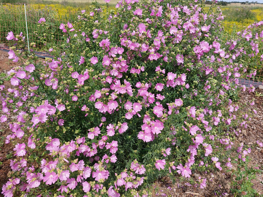 Greater musk-mallow (Malva alcea) – Lindelyst