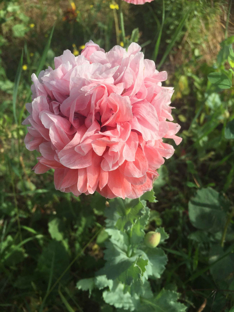 Pæonvalmue (Papaver)