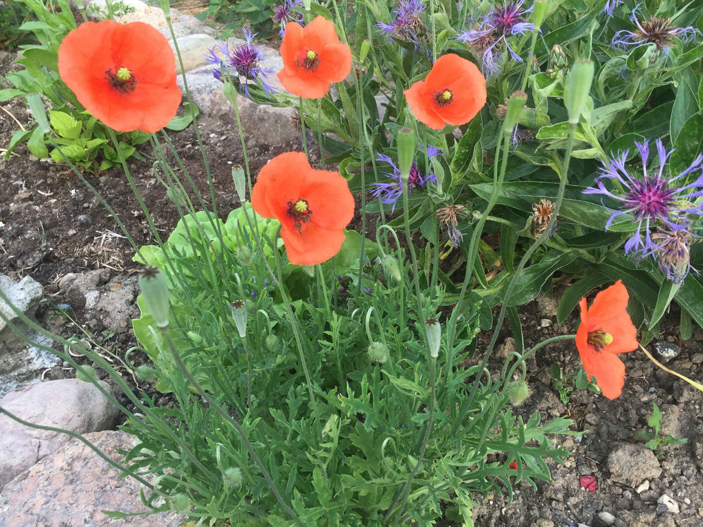 Valmue - Sart orange (Papaver)