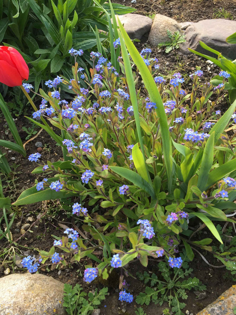 Forglemmigej (Myosotis)