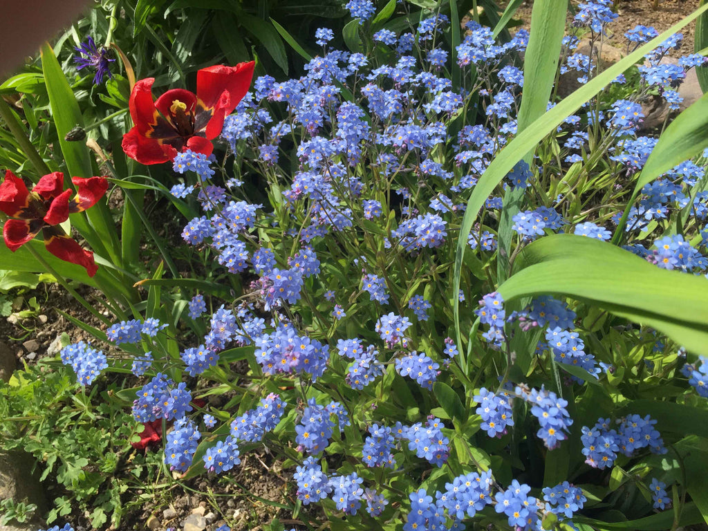 Forglemmigej (Myosotis)