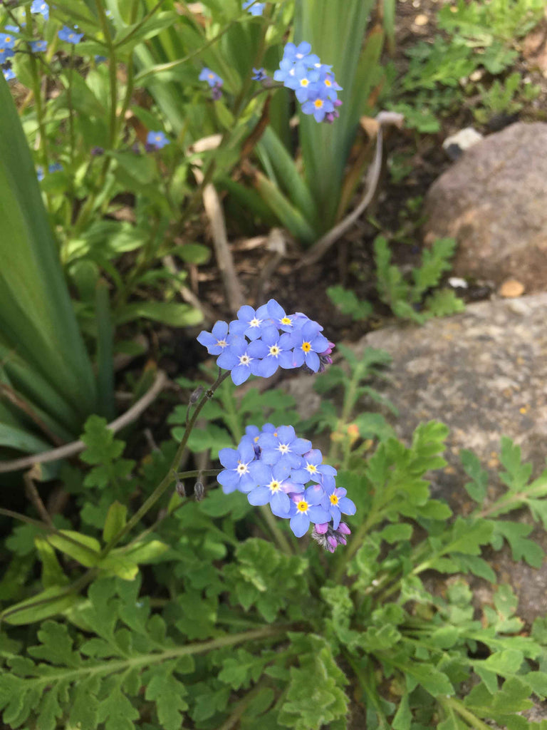 Forglemmigej (Myosotis)