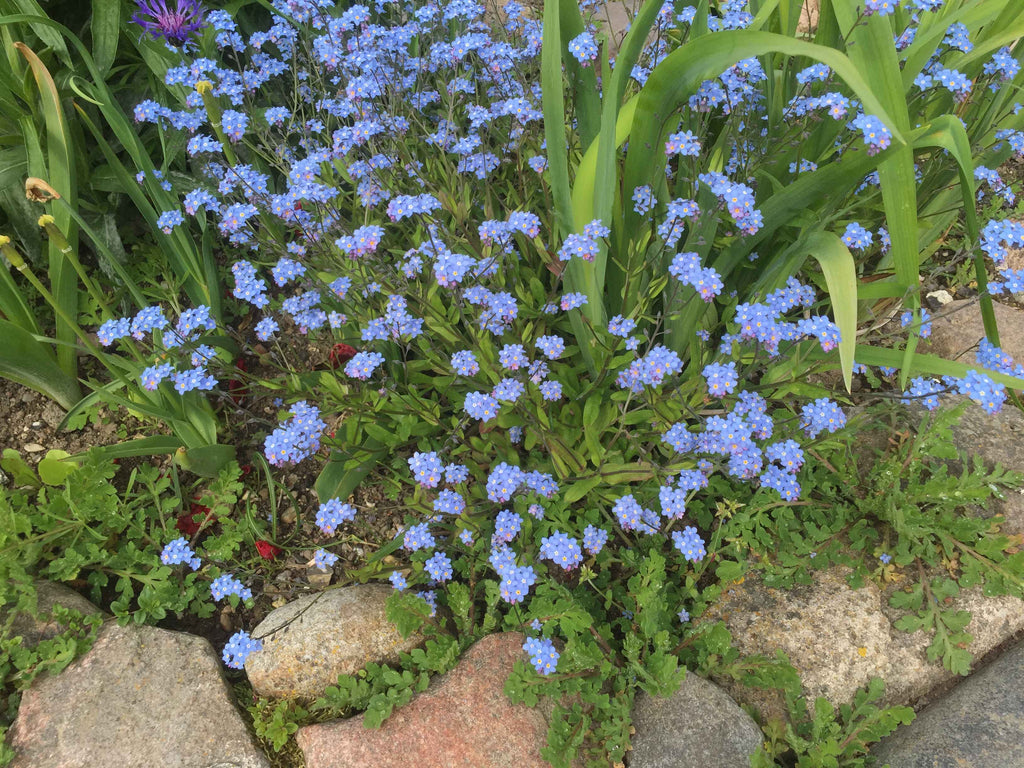 Forglemmigej (Myosotis)