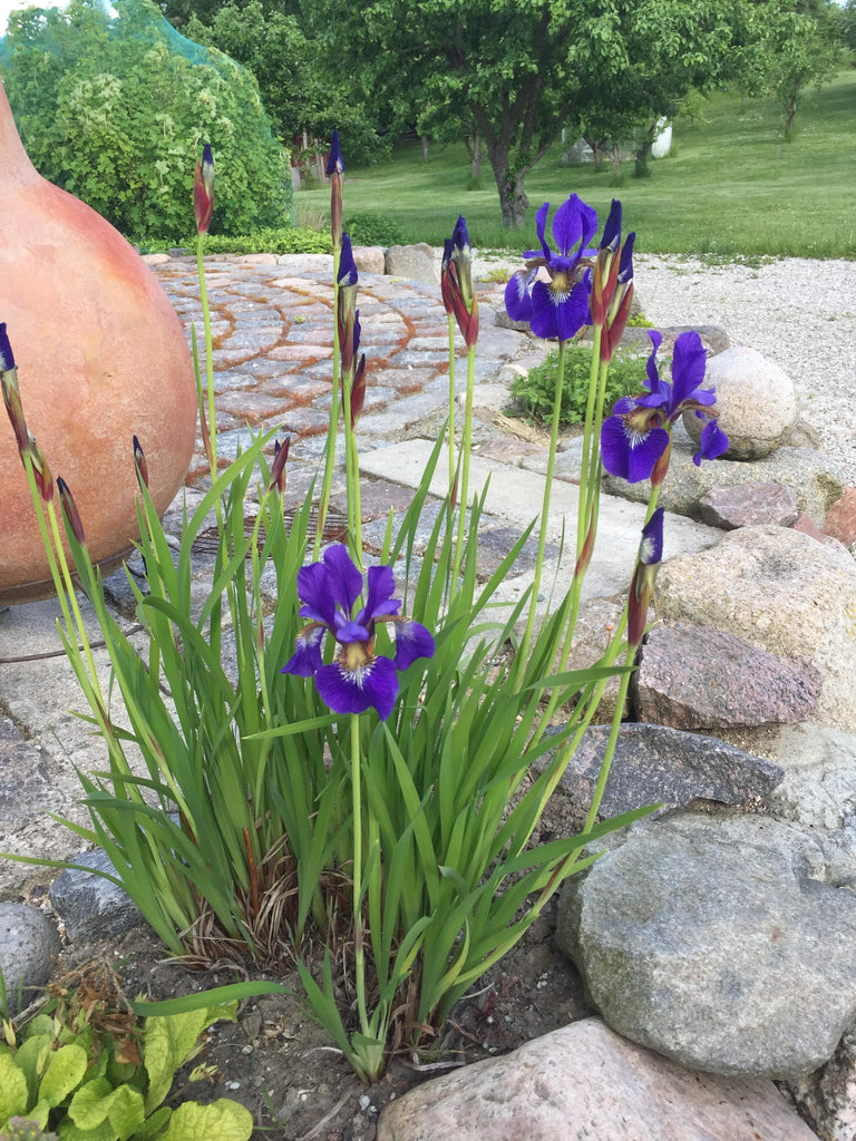 Lav blå iris