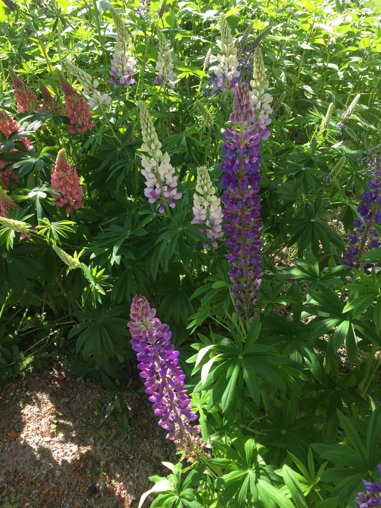 Lupin (Lupinus)