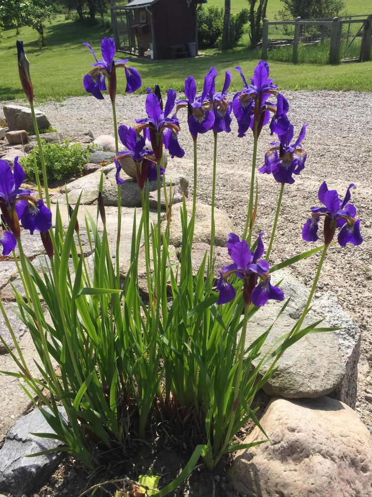Lav blå iris