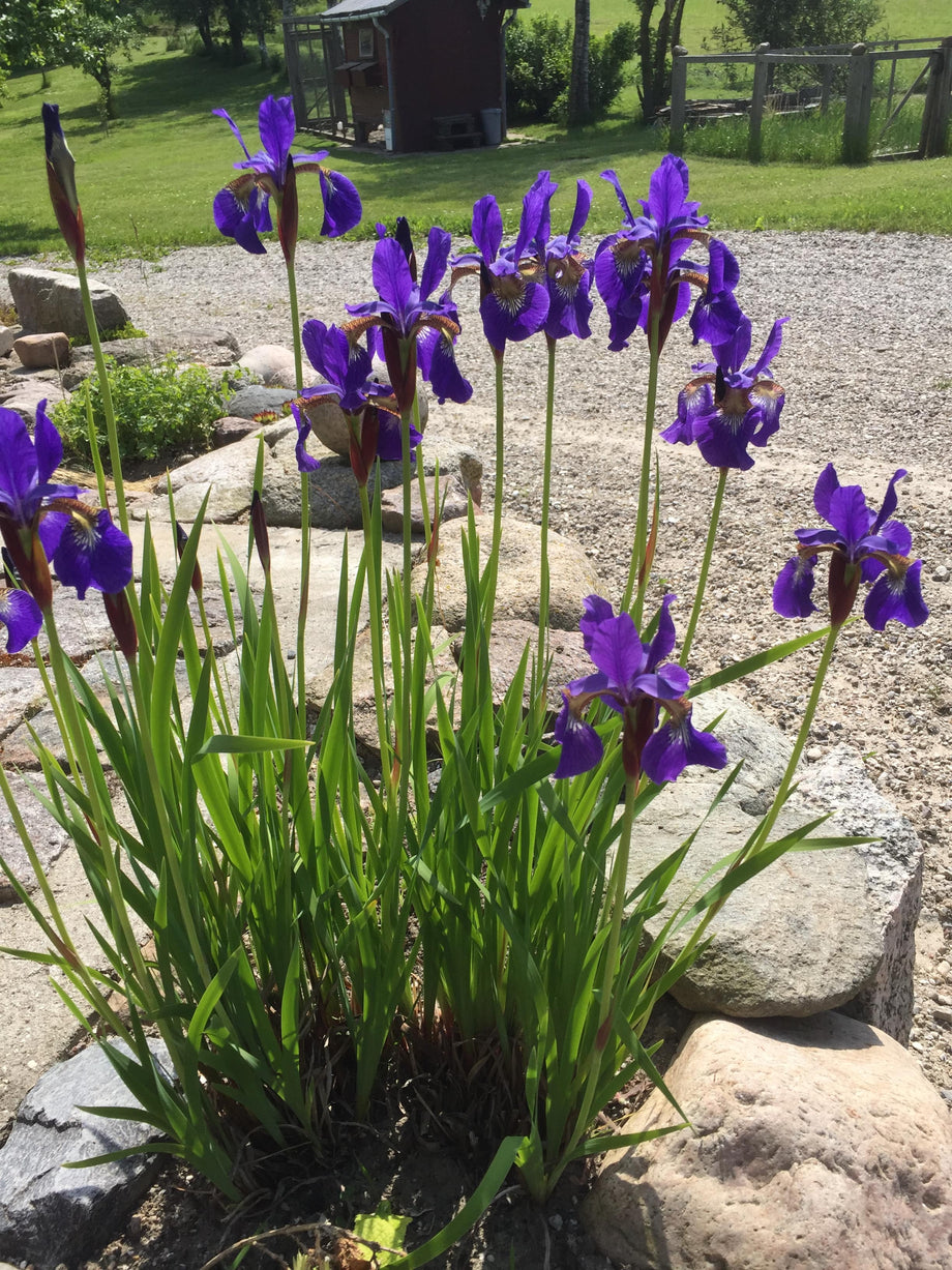 Blue iris (Iris spuria)