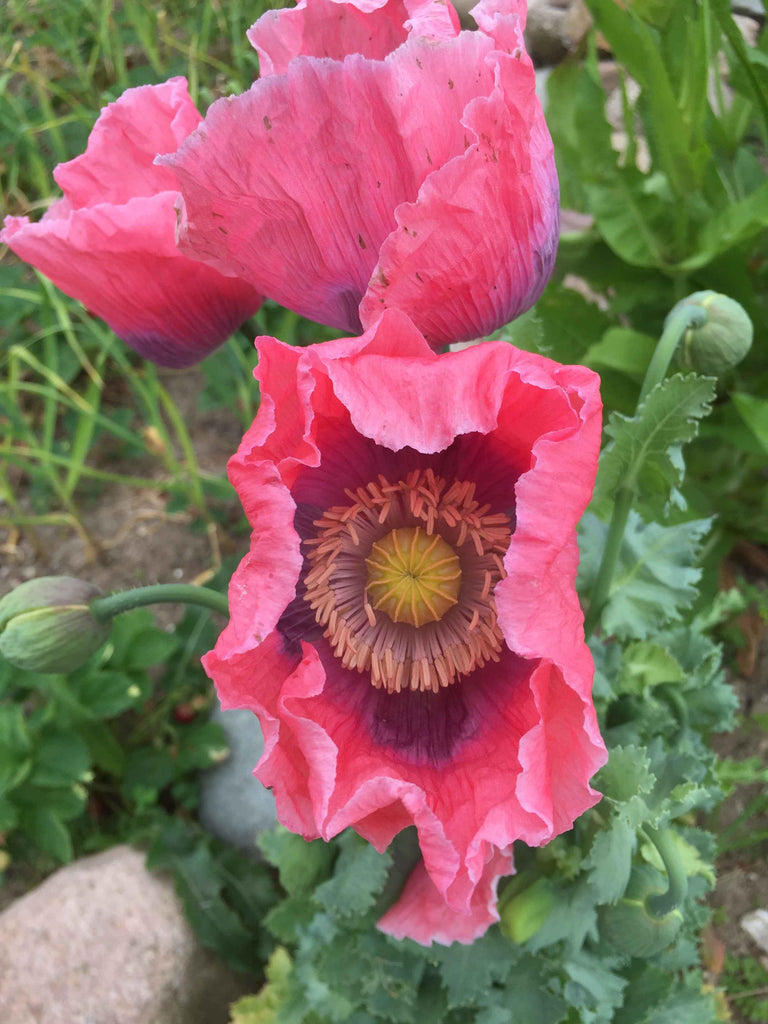 Valmue - Stor lyserød (Papaver)