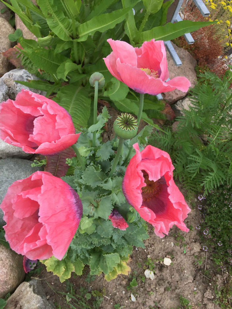 Valmue - Stor lyserød (Papaver)