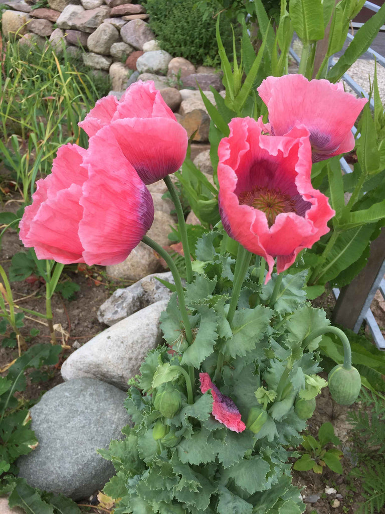 Valmue - Stor lyserød (Papaver)