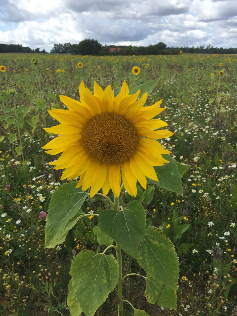 Solsikke - Almindelig (Helianthus annuus)