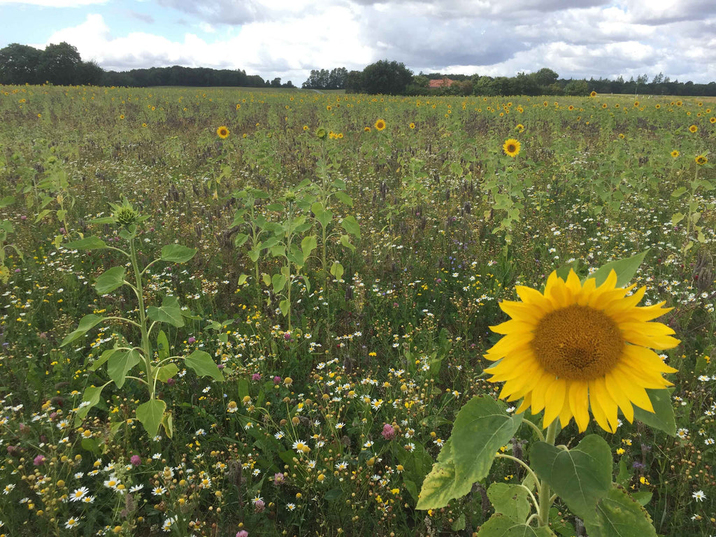 Solsikke - Almindelig (Helianthus annuus)