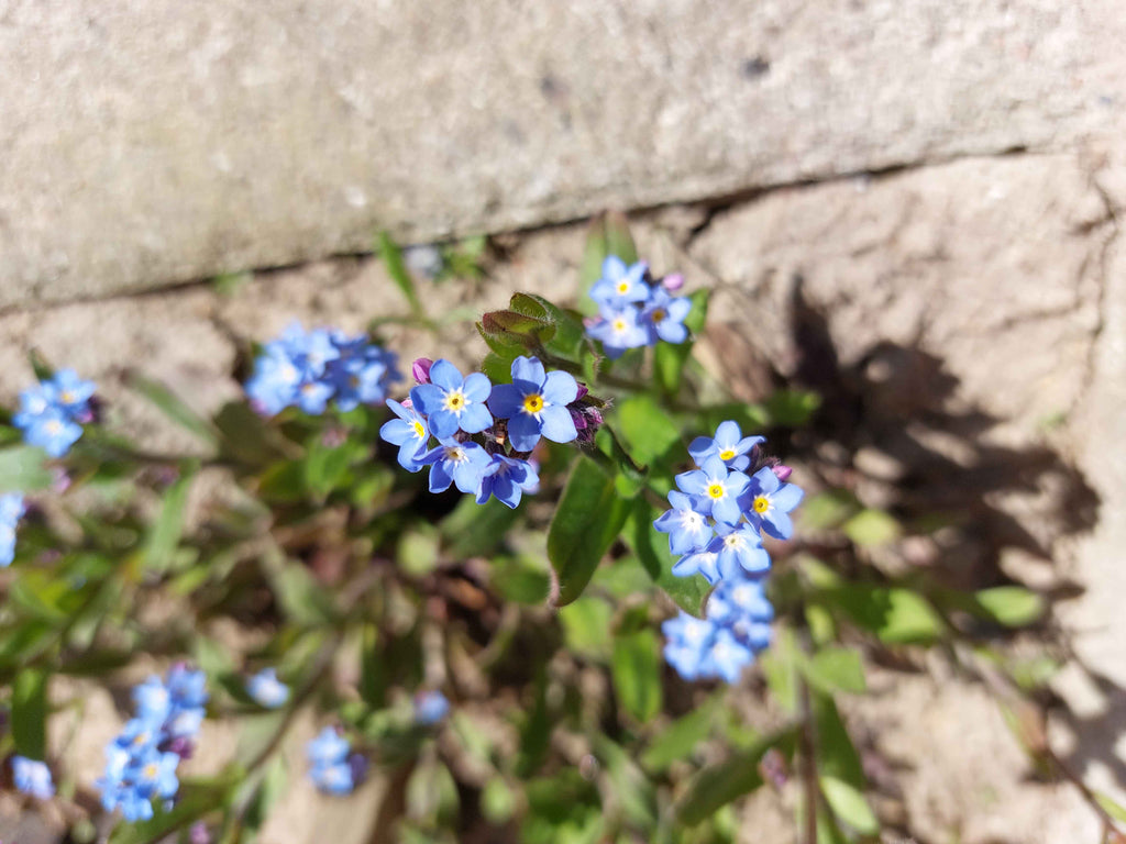 Forglemmigej (Myosotis)