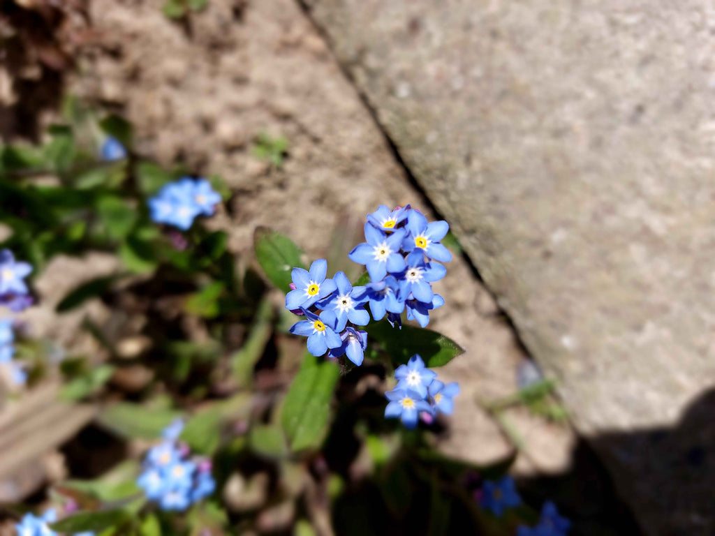 Forglemmigej (Myosotis)