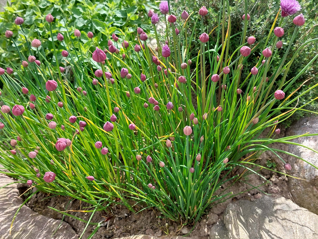 Purløg (Allium schoenoprasum)