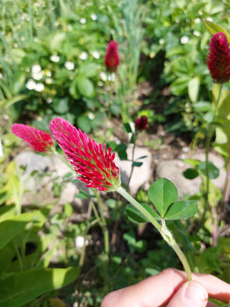 Blodkløver (Trifolium incarnatum)