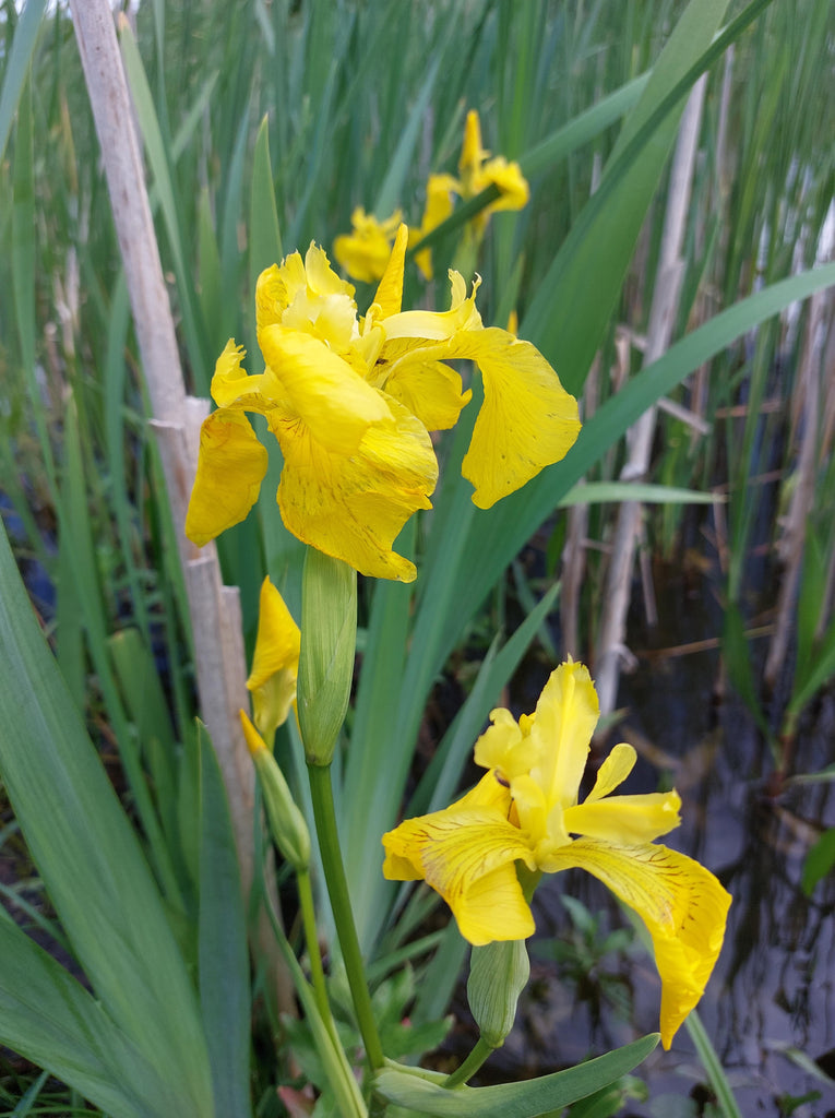Gul iris (Iris pseudacorus)