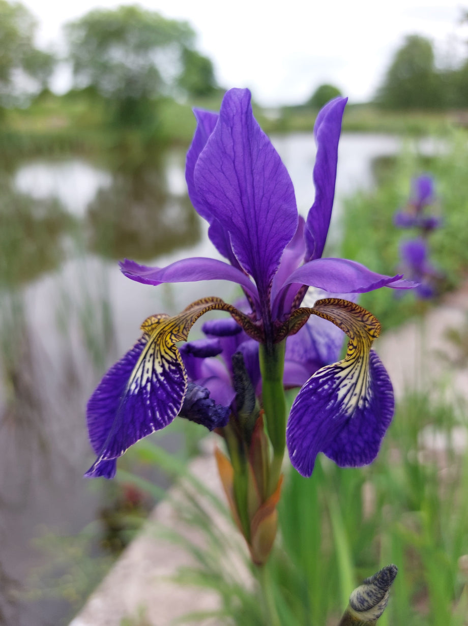 Tall blue iris (Iris spuria) – Lindelyst