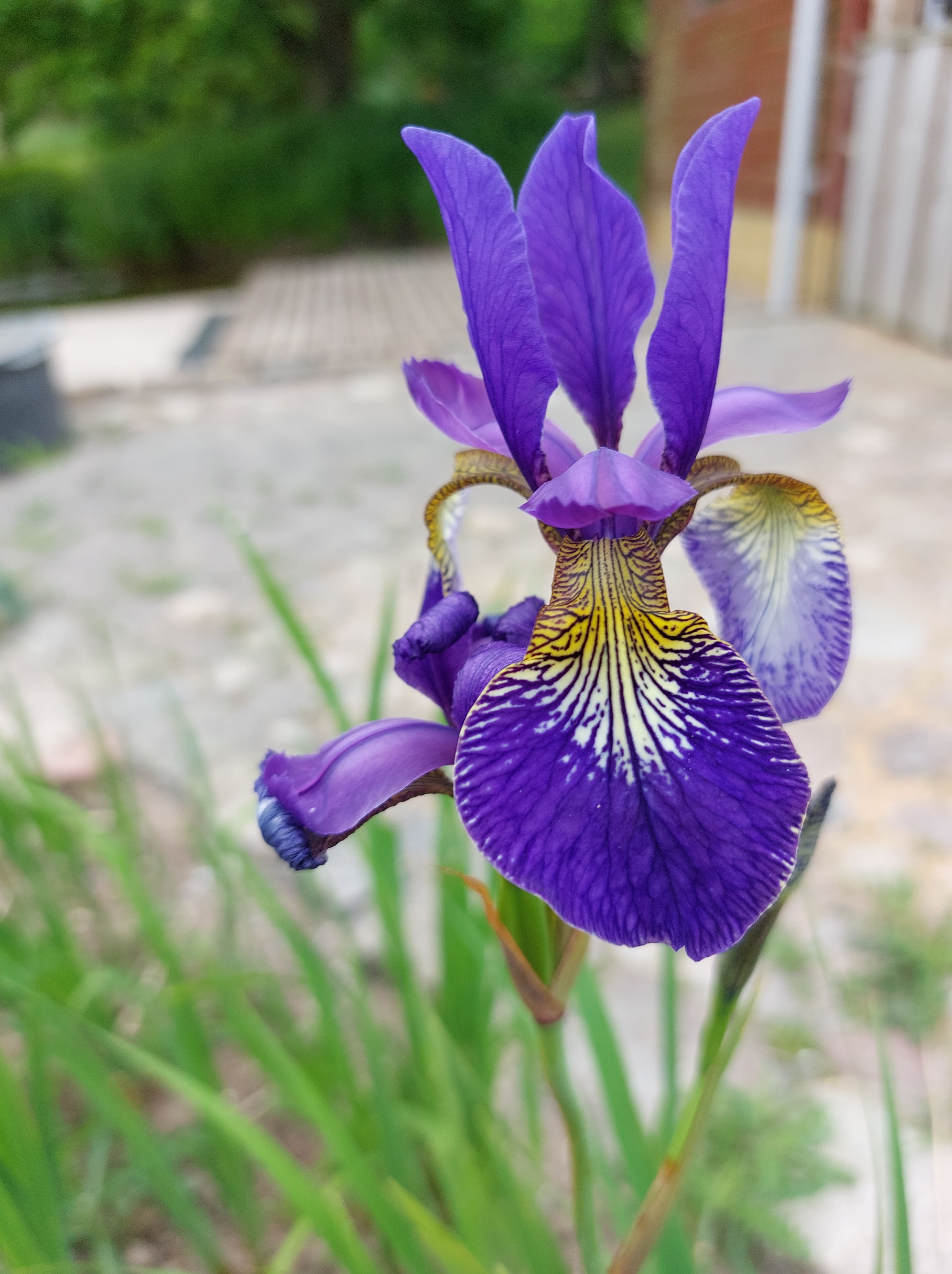 Tall blue iris (Iris spuria)