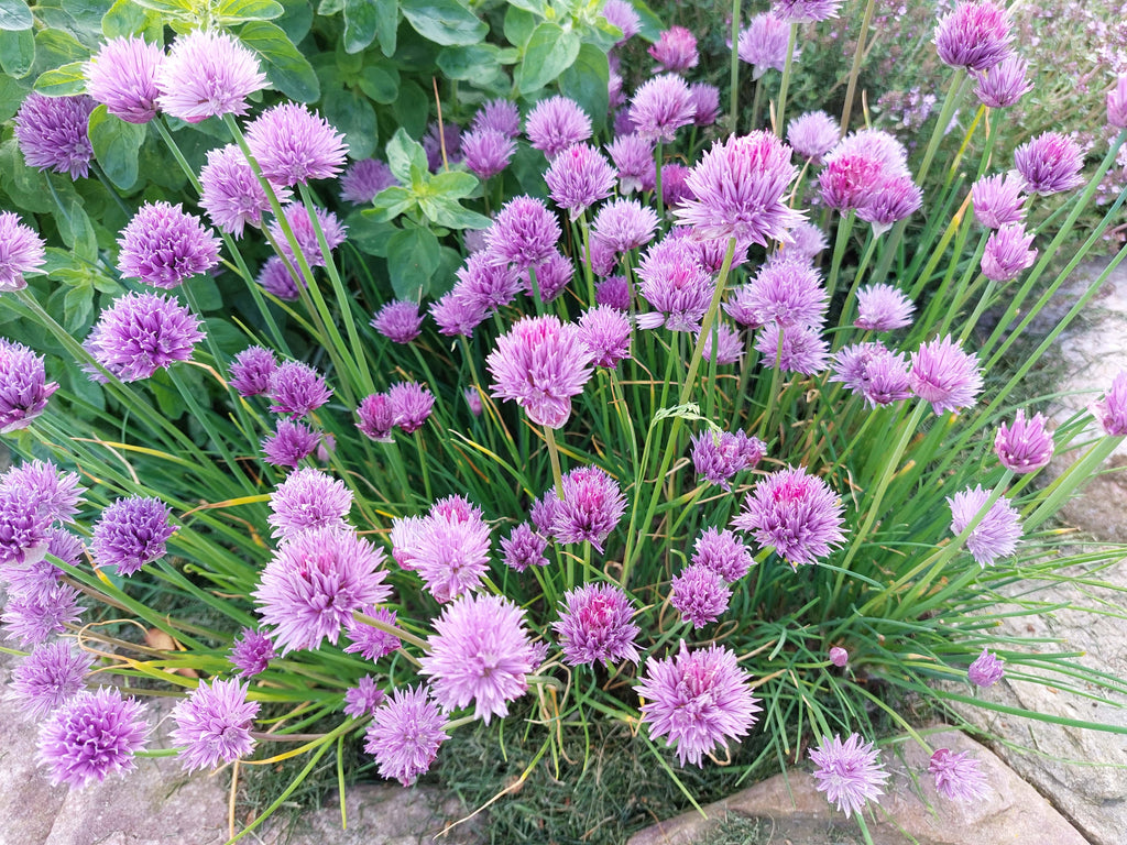 Purløg (Allium schoenoprasum)