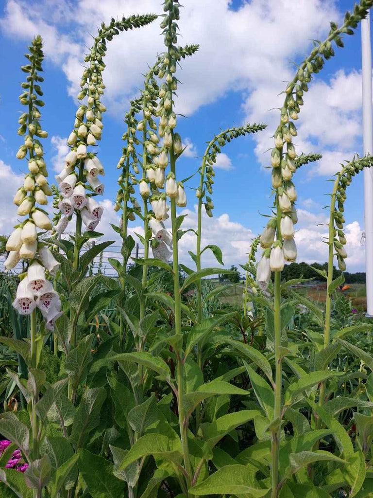 Fingerbøl / digitalis - Blandede farver (Digitalis)