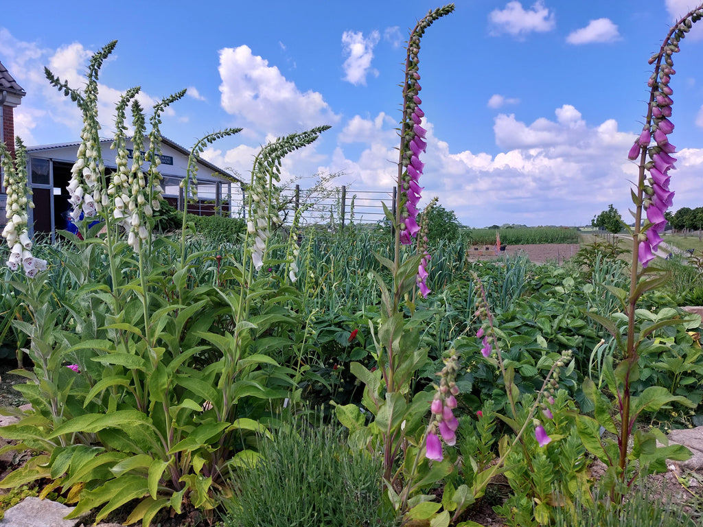 Fingerbøl / digitalis - Blandede farver (Digitalis)