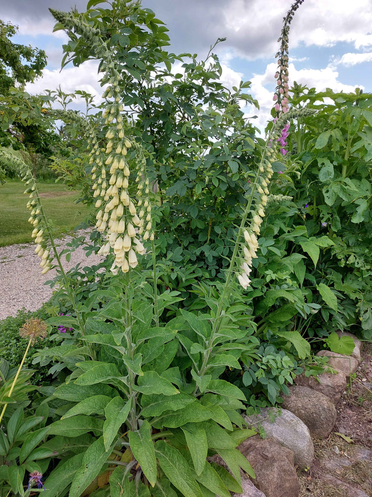 Fingerbøl / digitalis - Blandede farver (Digitalis)