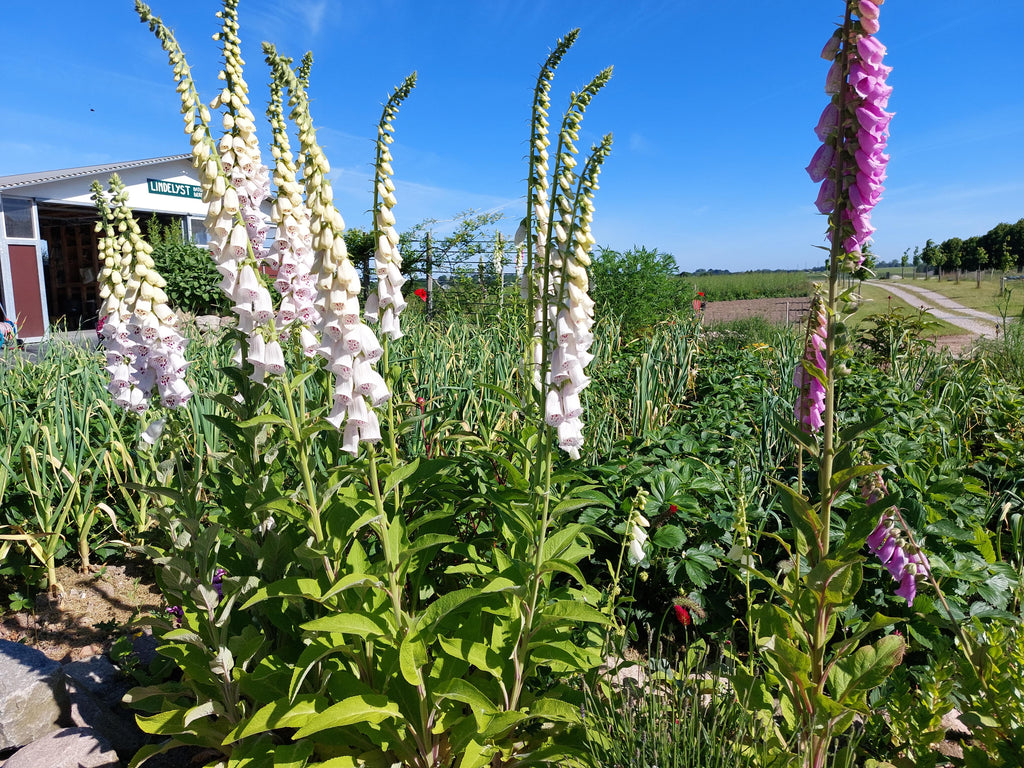 Fingerbøl / digitalis - Blandede farver (Digitalis)