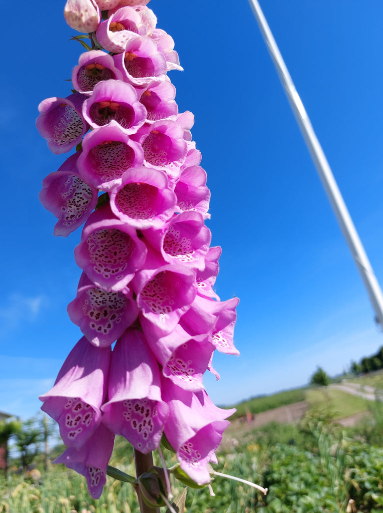 Fingerbøl / digitalis - Blandede farver (Digitalis)