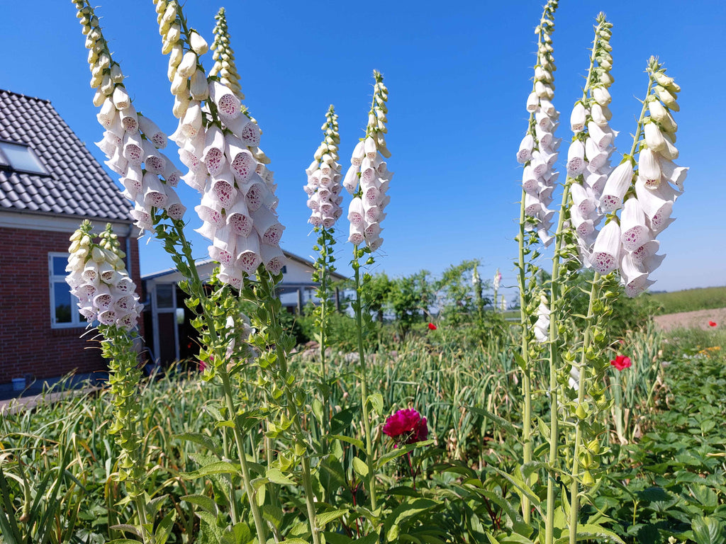 Fingerbøl / digitalis - Blandede farver (Digitalis)