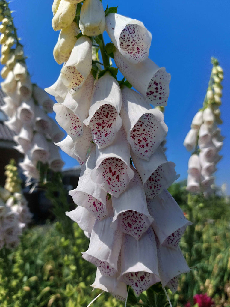 Fingerbøl / digitalis - Blandede farver (Digitalis)