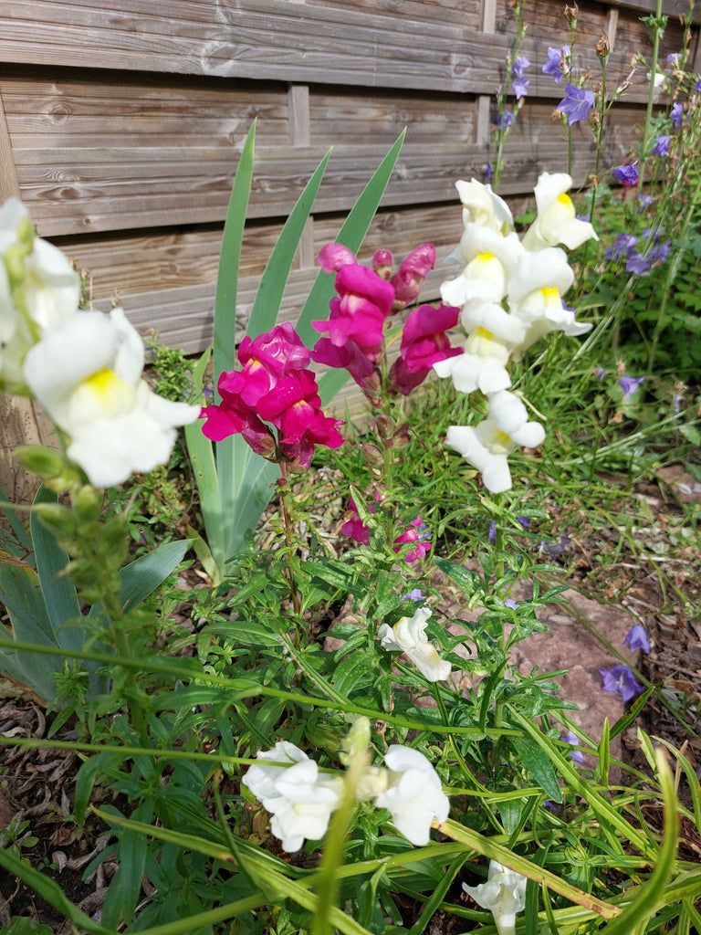 Haveløvemund (Antirrhinum majus)