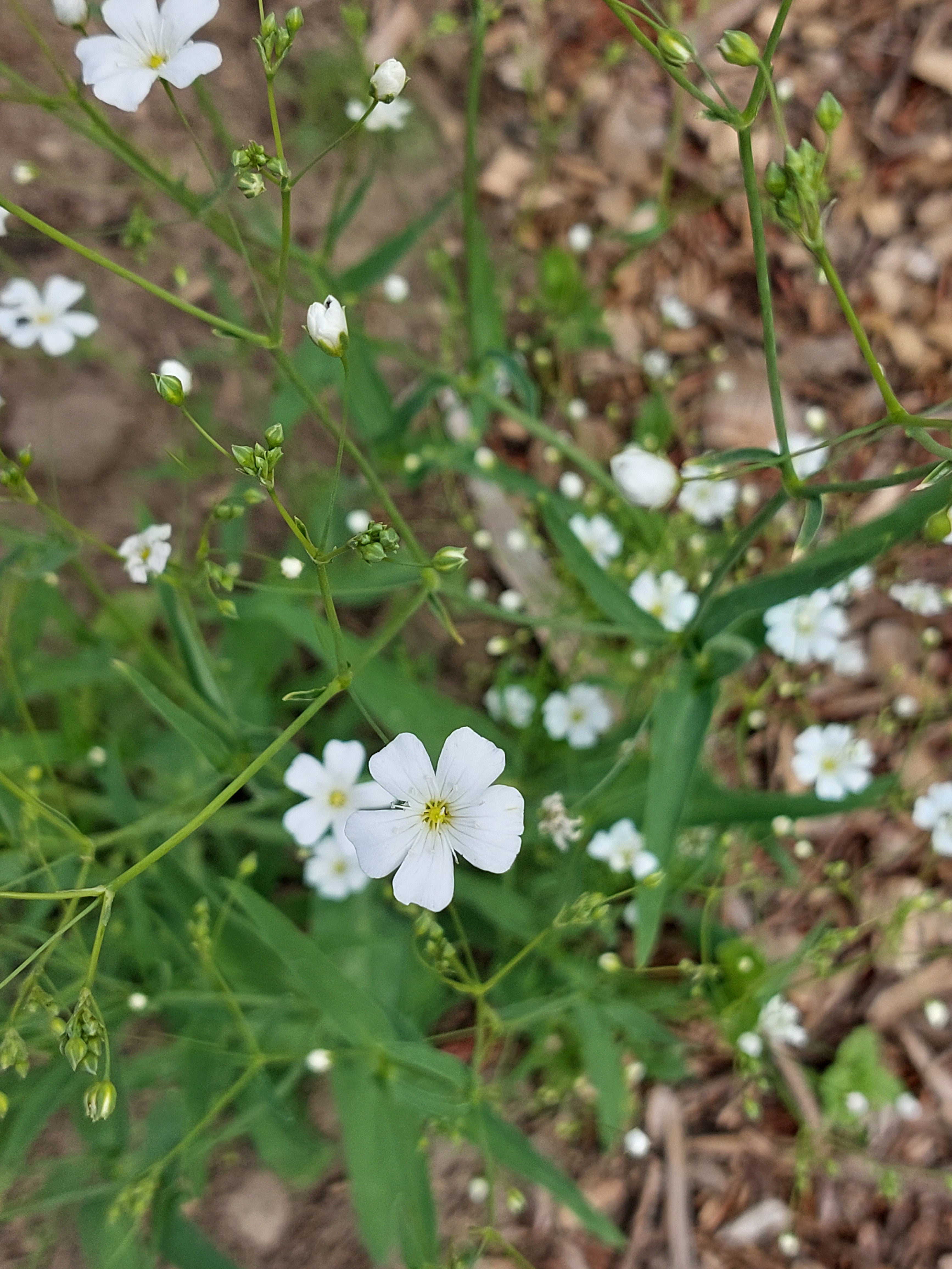 Annual Babys Breath (Gypsophila elegans)