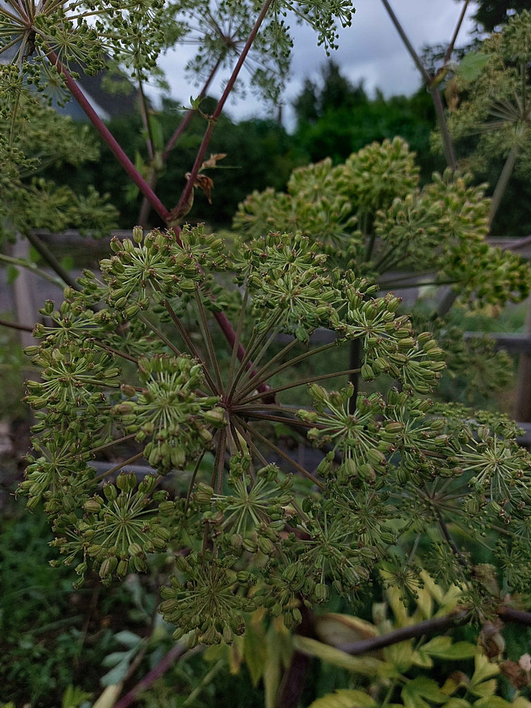 Kvan (Angelica archangelica)