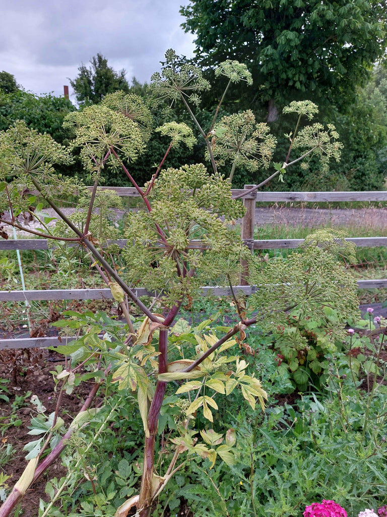 Kvan (Angelica archangelica)