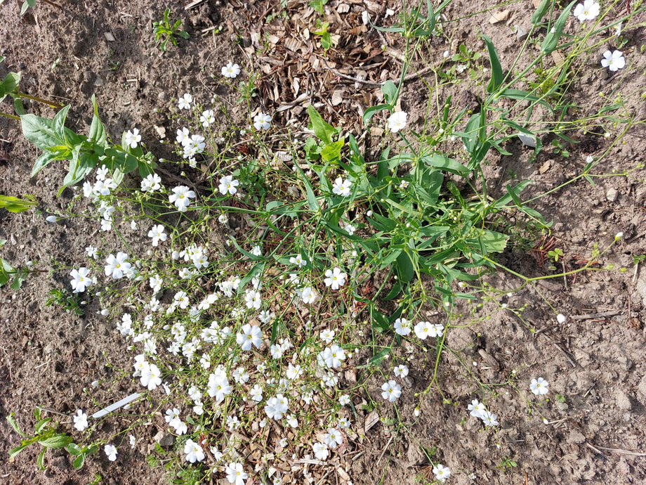 Brudeslor Engelsk () Brudeslor Engelsk