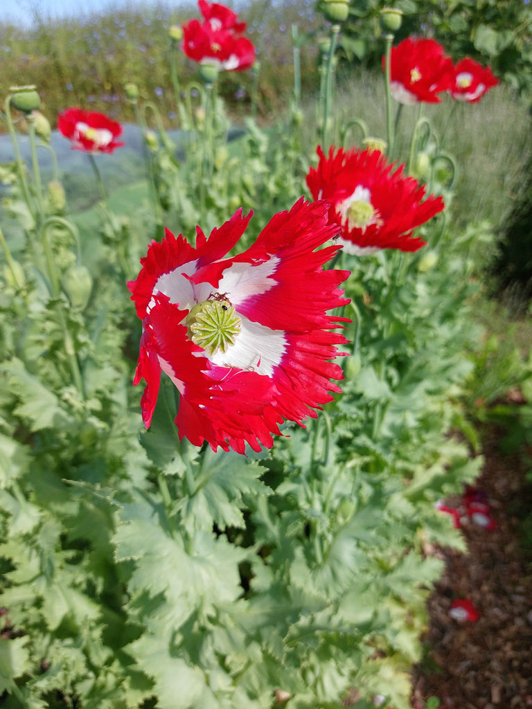 Valmue - Dannebrog (Papaver)