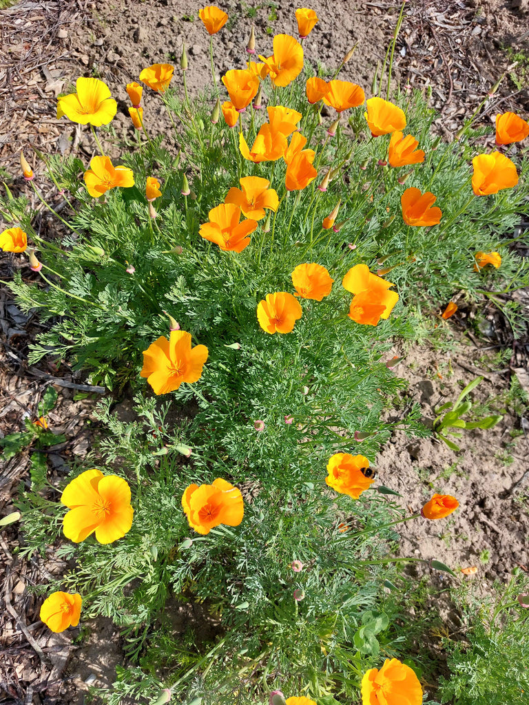 Guldvalmue / Klokken-fire-blomst - orange (eschscholtzia californica)