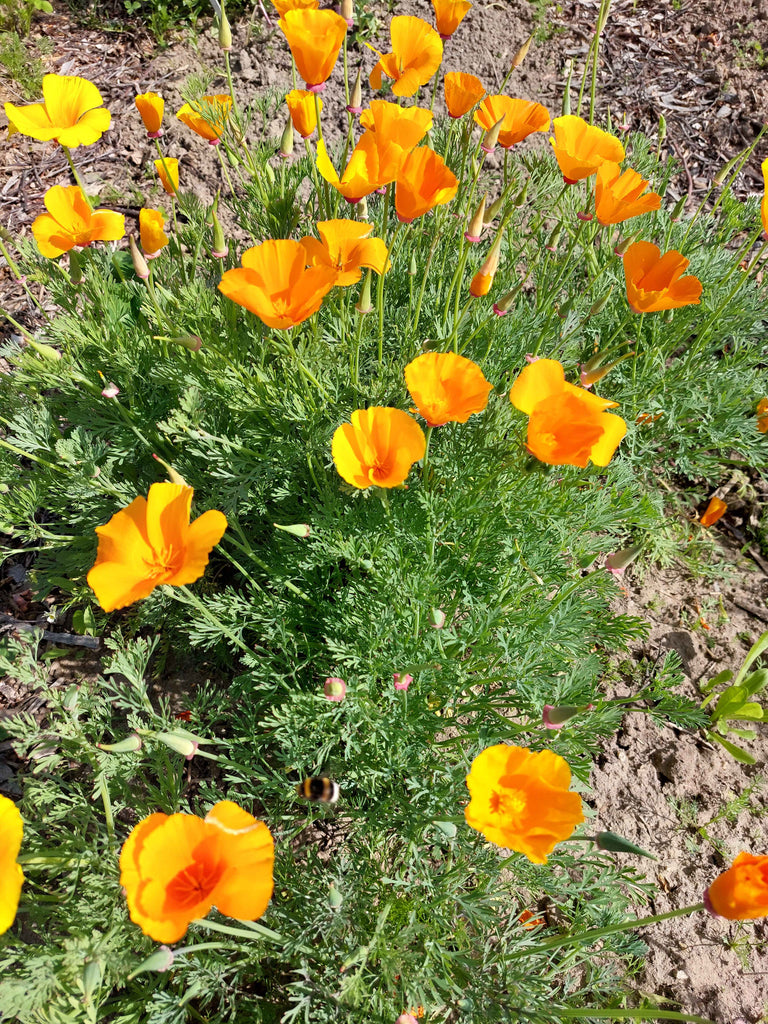 Guldvalmue / Klokken-fire-blomst - orange (eschscholtzia californica)