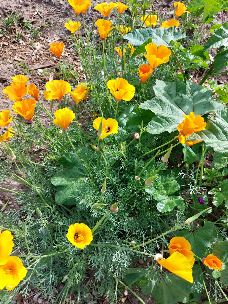 Guldvalmue / Klokken-fire-blomst - orange (eschscholtzia californica)