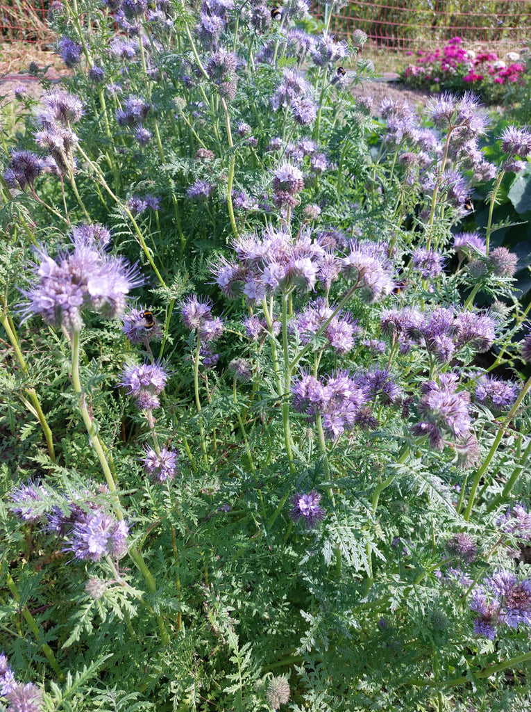 Honningurt (Phacelia)