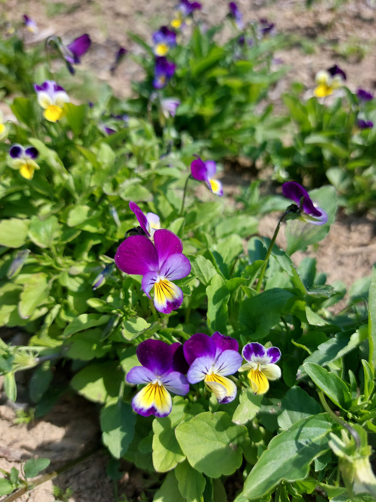 Hornviol (Viola cornuta)