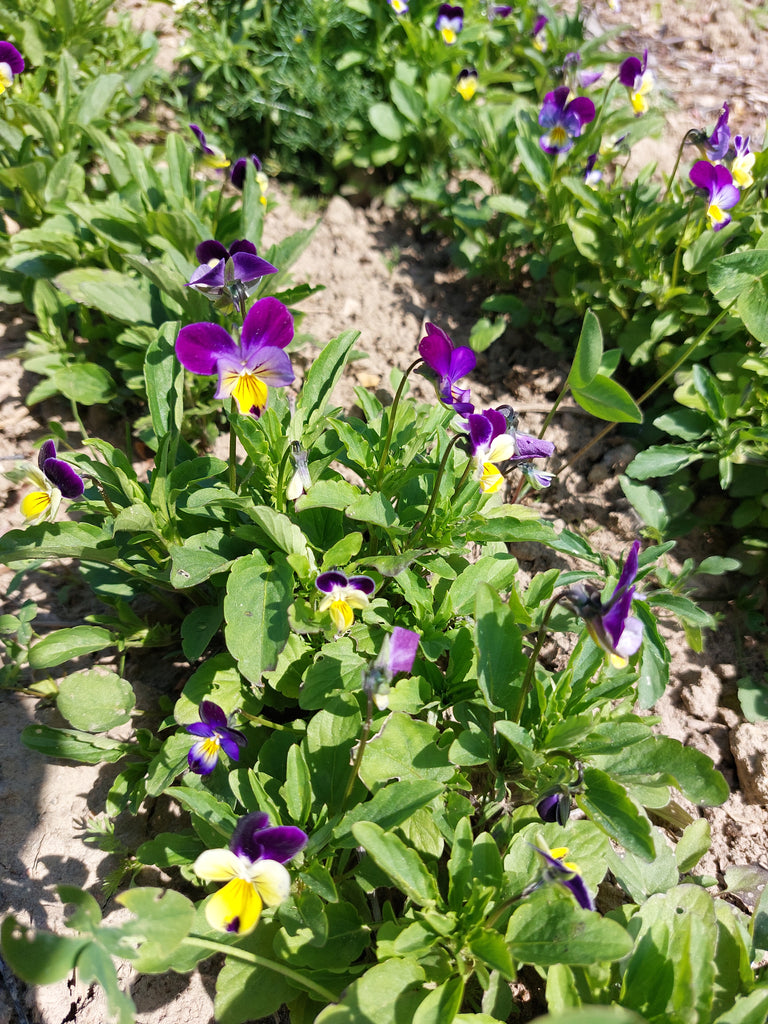 Hornviol (Viola cornuta)