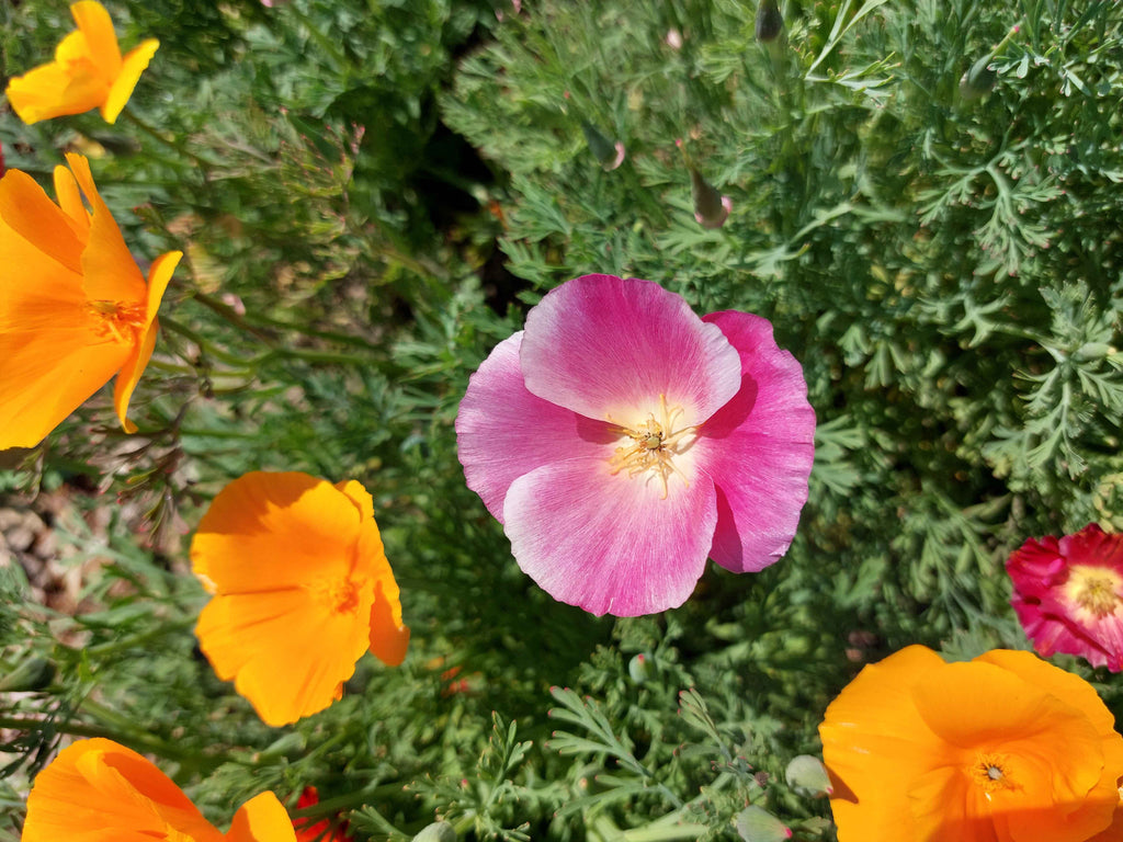 Guldvalmue / Klokken-fire-blomst - Blandede farver (eschscholtzia californica)