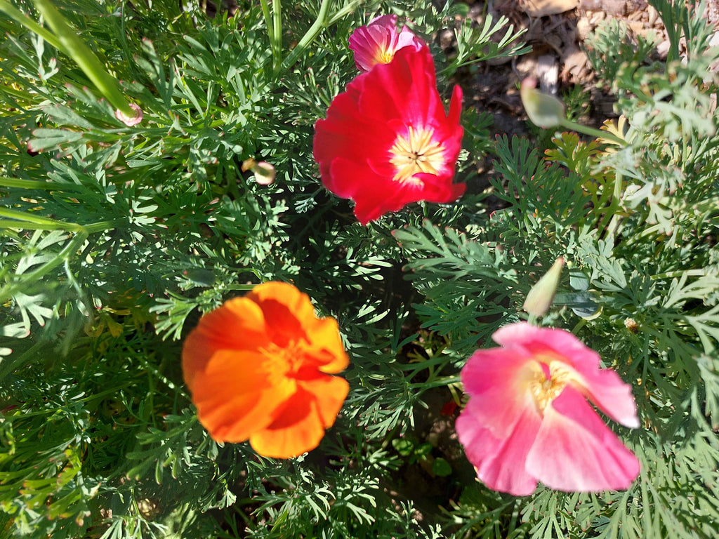 Guldvalmue / Klokken-fire-blomst - Blandede farver (eschscholtzia californica)