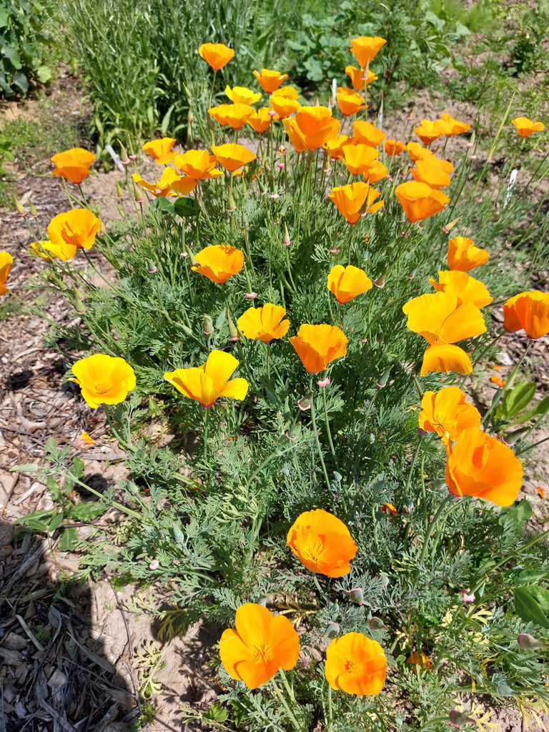 Guldvalmue / Klokken-fire-blomst - orange (eschscholtzia californica)