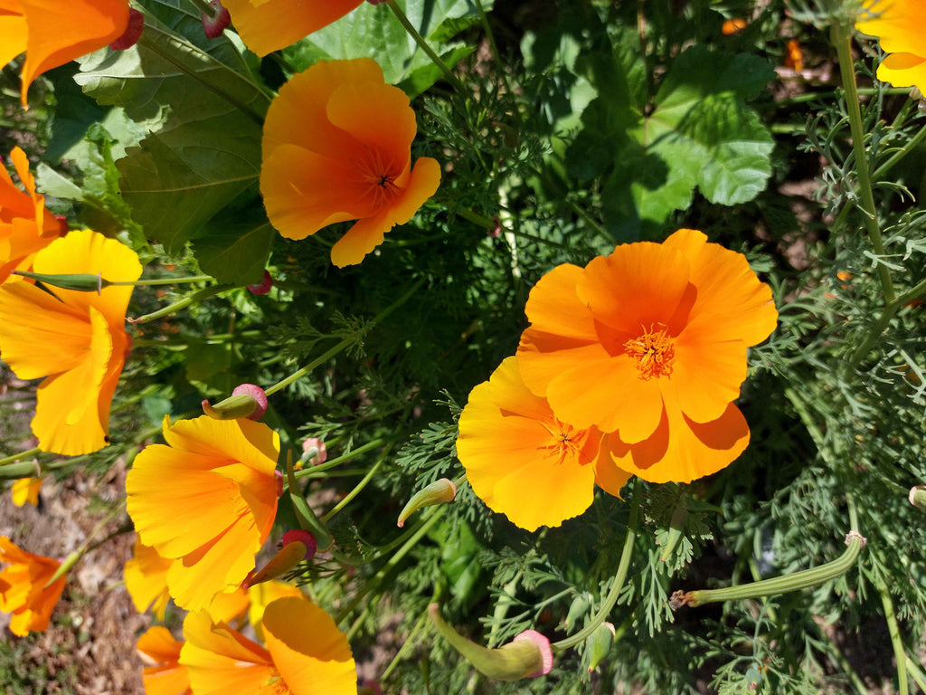Guldvalmue / Klokken-fire-blomst - orange (eschscholtzia californica)